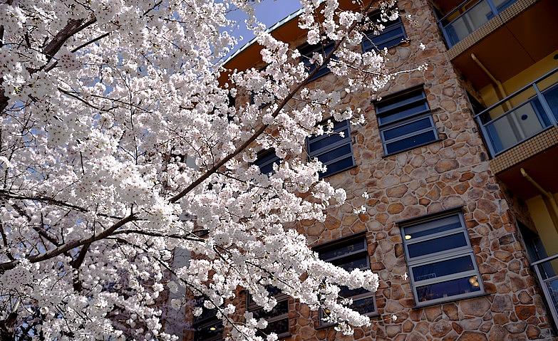 ホームで楽しめる桜