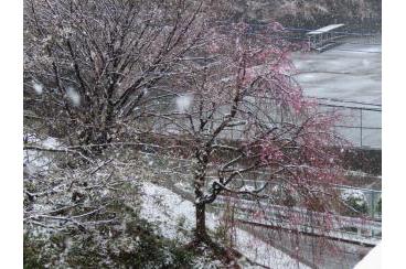 あざみ野の桜2020画像4