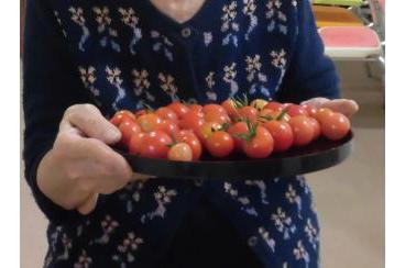 トマト収穫しました！画像1