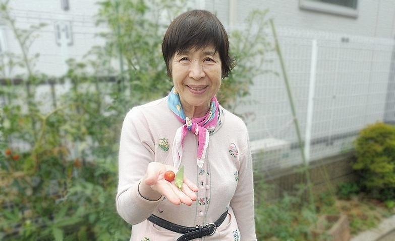 ミニトマト収穫