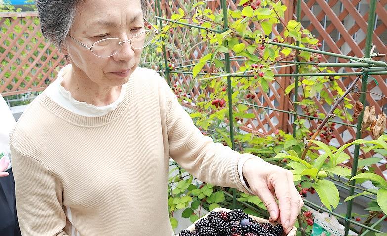 ブラックベリーの収穫