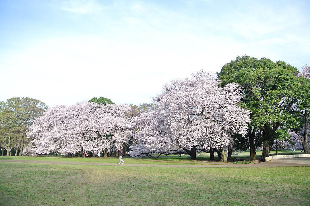 砧公園
