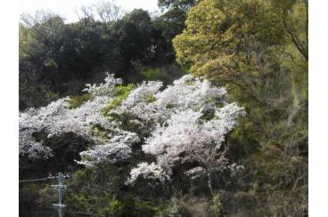 岡本の桜