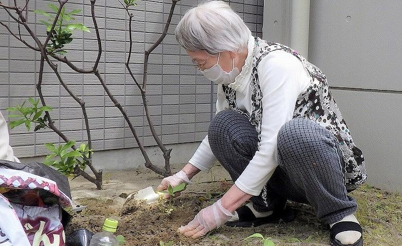 種から育てたひまわり