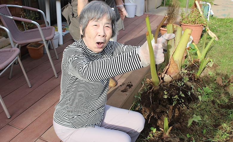 サトイモ収穫をしました！