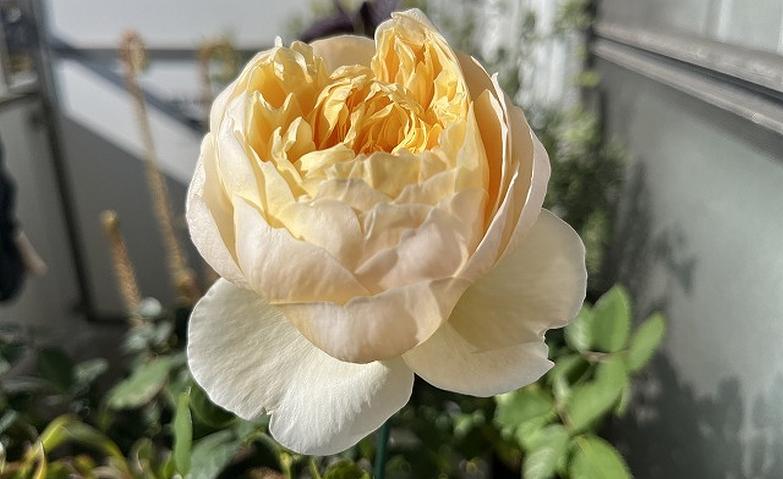 快晴の朝、ご入居者様のお部屋のベランダにて