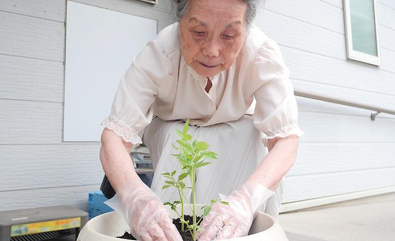 トマトの苗植え